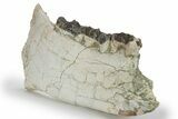 Fossil Titanothere (Megacerops) Jaw - South Dakota #249236-4